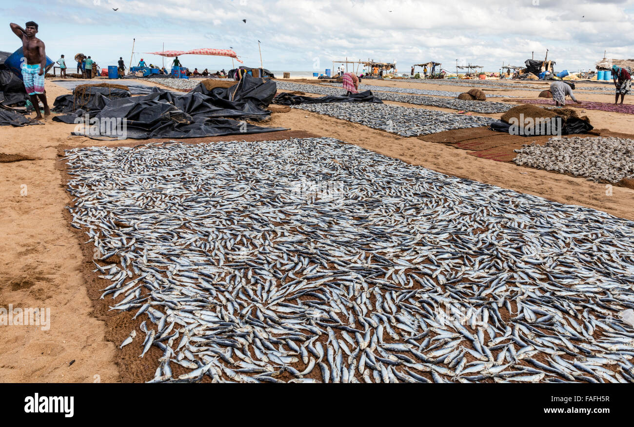 Sardine di essiccazione al sole a Negombo spiaggia dell'Oceano indiano, Sri Lanka Foto Stock