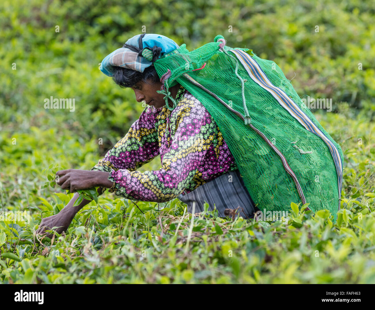 Donna Tamil picks tè in una piantagione di tè vicino a Hatton nella provincia centrale di Sri Lanka Foto Stock