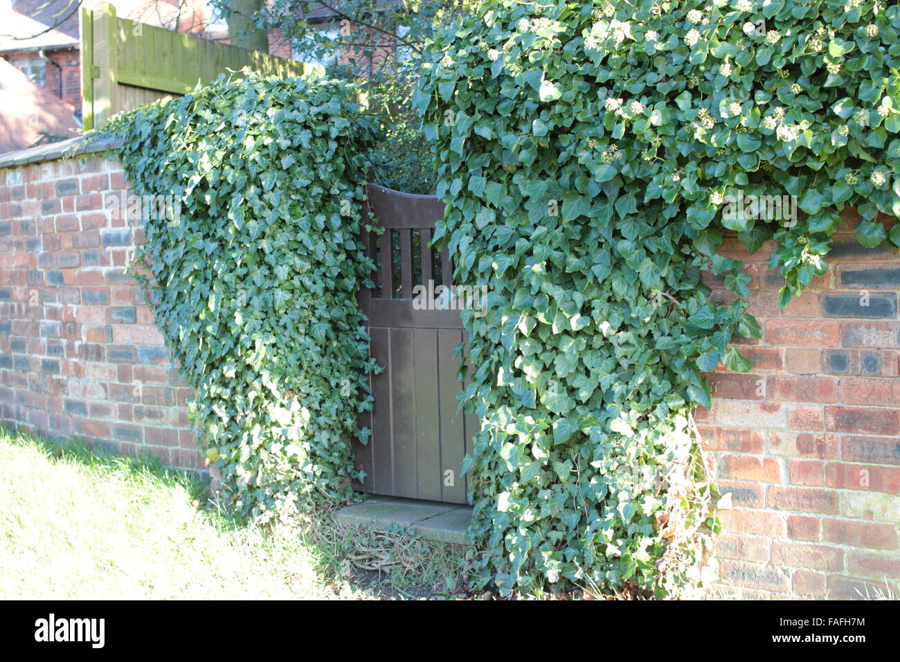 Porta vecchia con ivy su parete in crescita Foto Stock