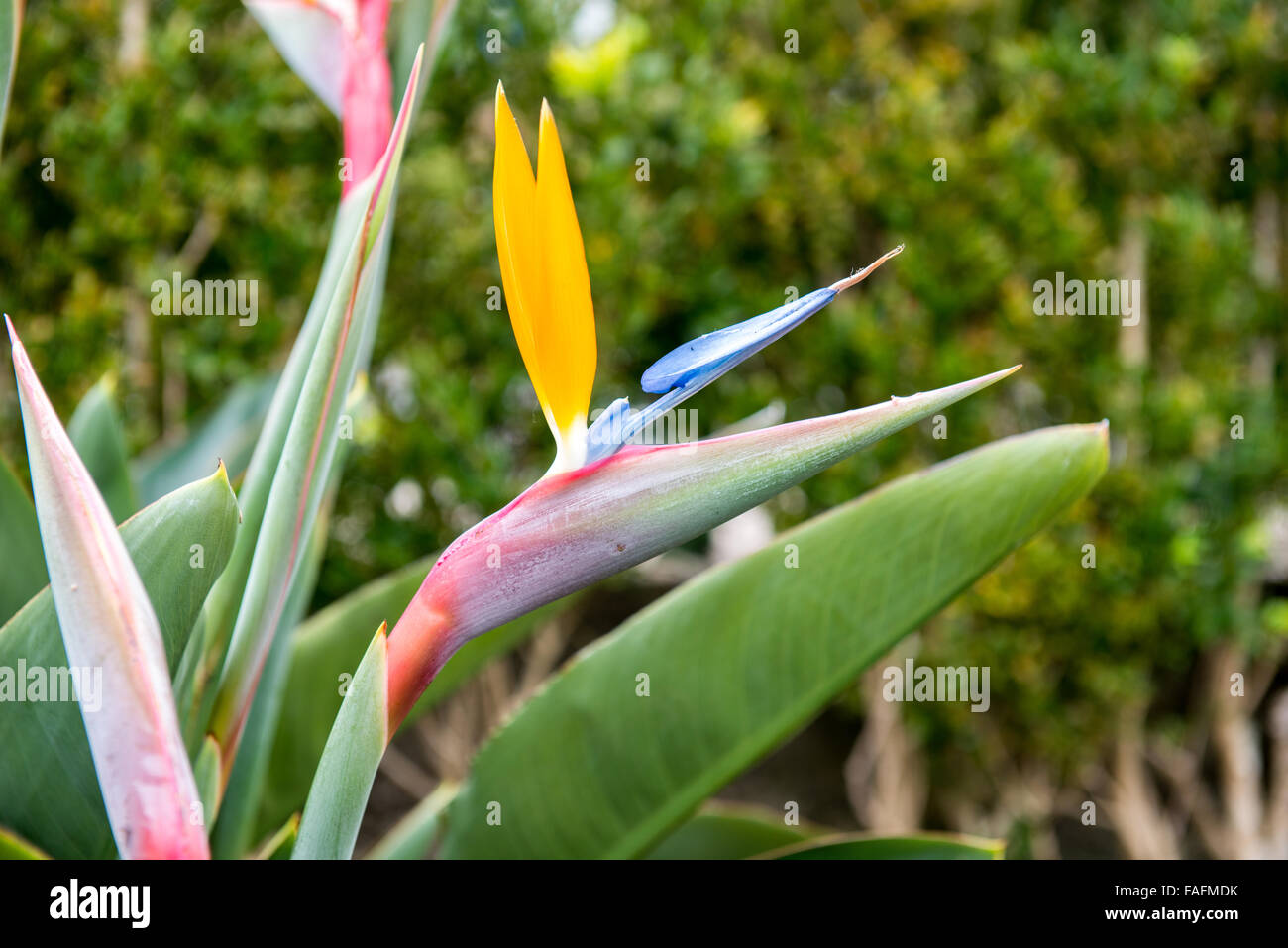 L'uccello del paradiso fiore vicino fino in giardino Foto Stock