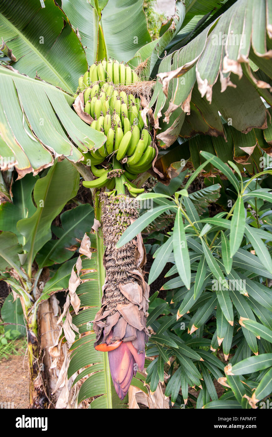 Close up banane verdi mazzetto nella struttura ad albero Foto Stock