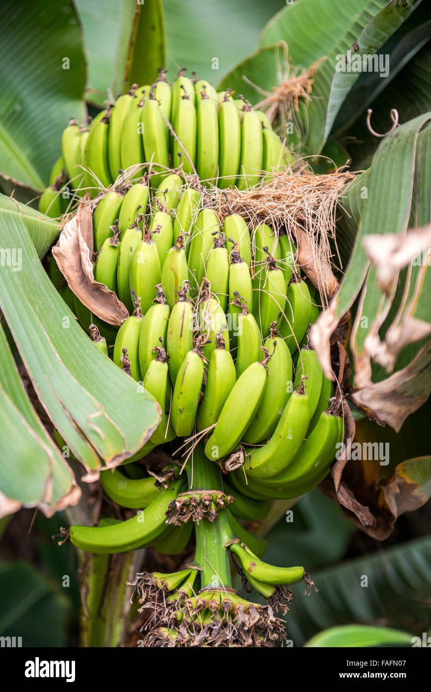 Close up banane verdi mazzetto nella struttura ad albero Foto Stock