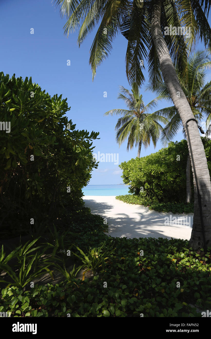 Vista attraverso le palme di spiaggia e mare su Velassaru esotica isola delle Maldive Foto Stock