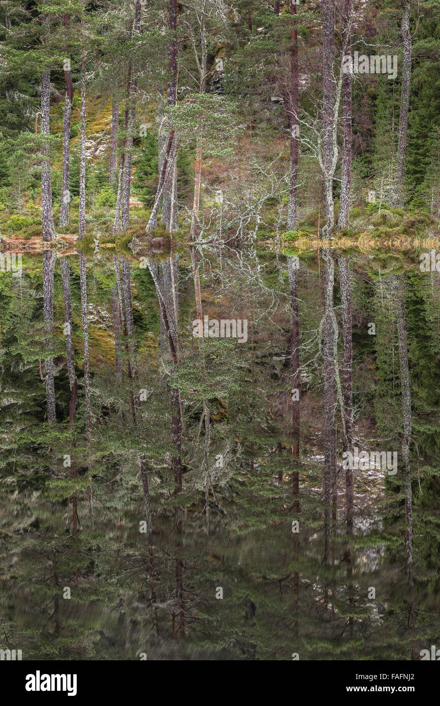 Forest riflessioni sulla Uath Lochan in Glen Feshie in Scozia. Foto Stock