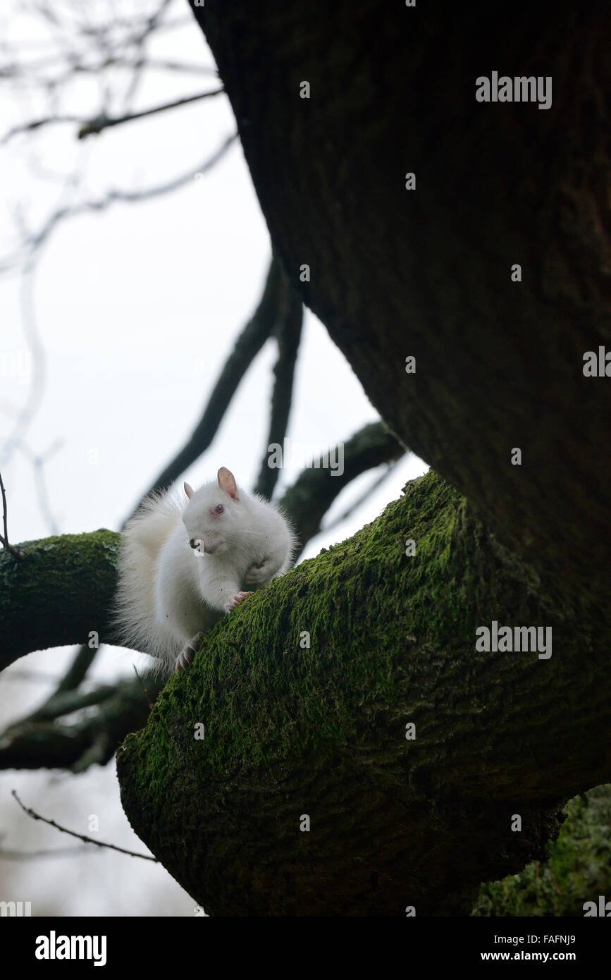 Scoiattolo Albino avvistato in Hastings, East Sussex, Regno Unito. Foto Stock
