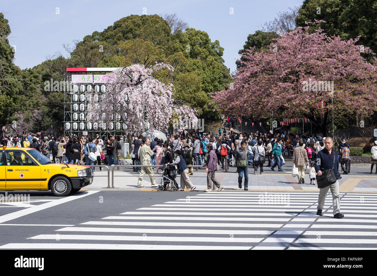 Ingresso al Parco di Ueno con fiori di ciliegio già parzialmente in piena fioritura, Tokyo, Giappone Foto Stock