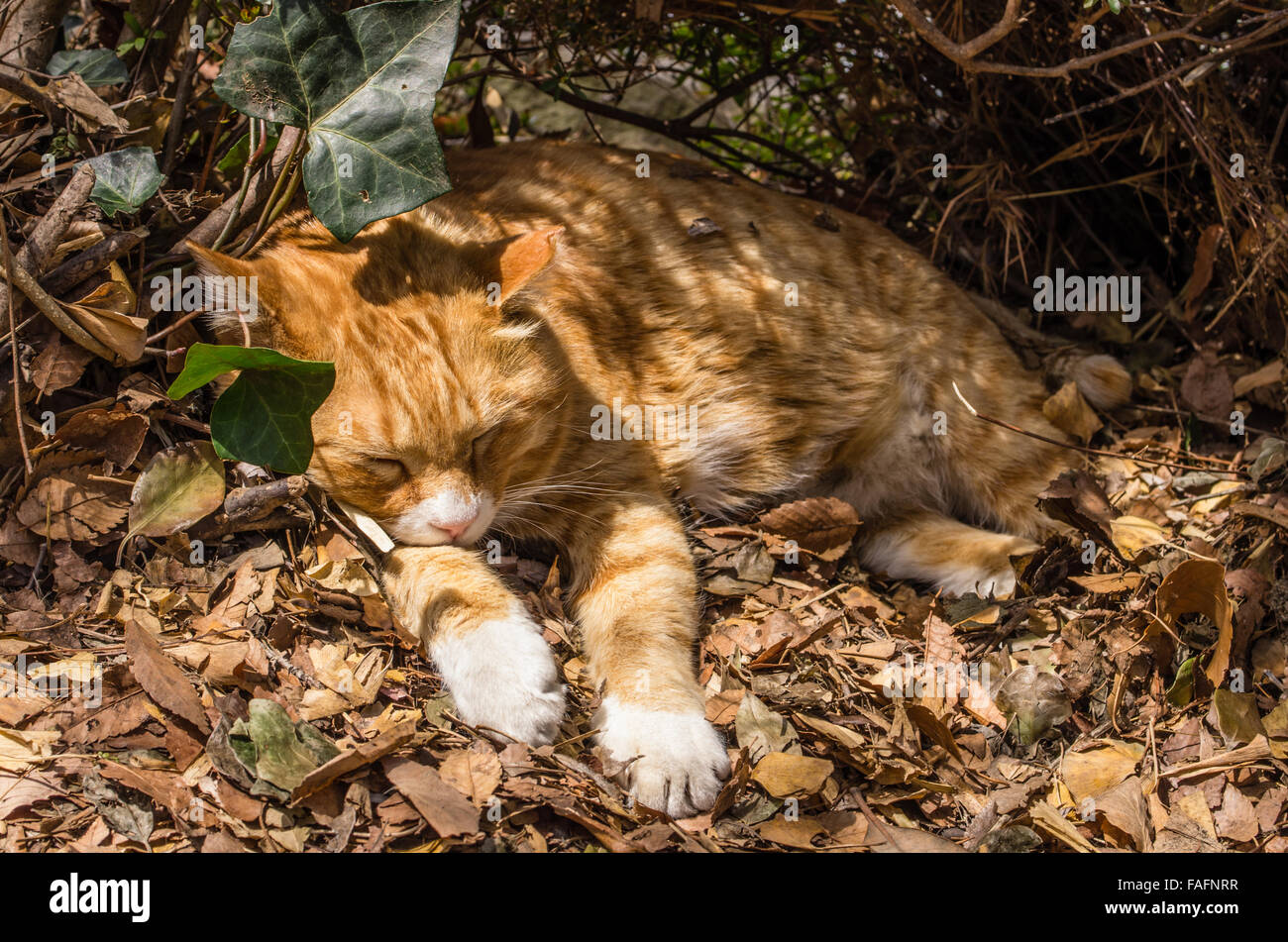 Gatto randagio dormire al sole nel Parco di Ueno, Tokyo, Giappone Foto Stock