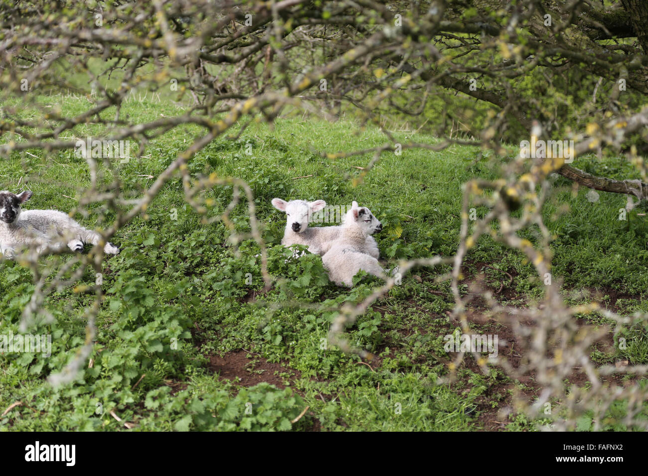 La molla agnelli seduti sotto gli alberi nel campo di campagna in Cotswolds Pasqua Foto Stock