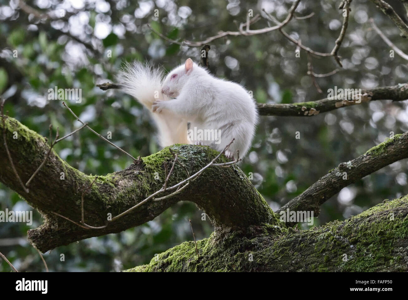 Scoiattolo Albino avvistato in Hastings, East Sussex, Regno Unito. Foto Stock