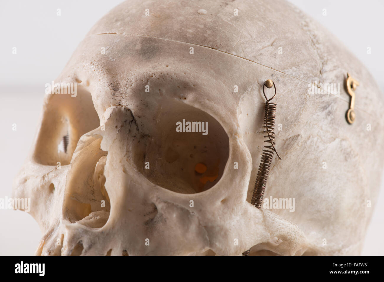 Anatomia e fisiologia del vero cranio umano cranio per ricerca scientifica  leggermente raccapriccianti in studio di patologia tabella Foto stock -  Alamy