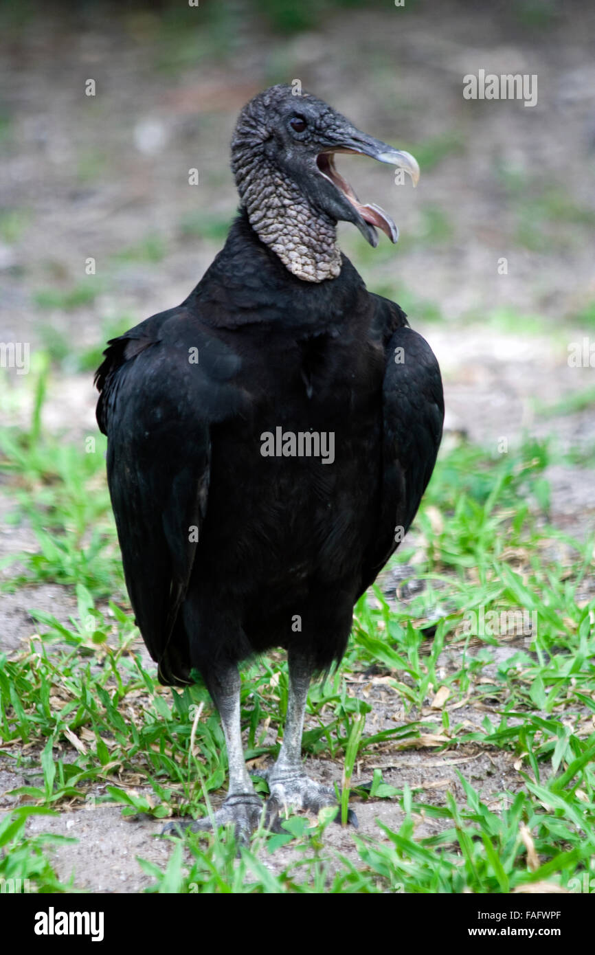 Il tacchino avvoltoio (Cathartes aura) alla NASA Kennedy Space Center Foto Stock