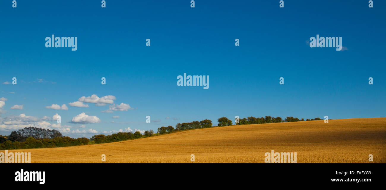 Campo di mais in una giornata di sole con un wisp del cloud su per la collina. Foto Stock