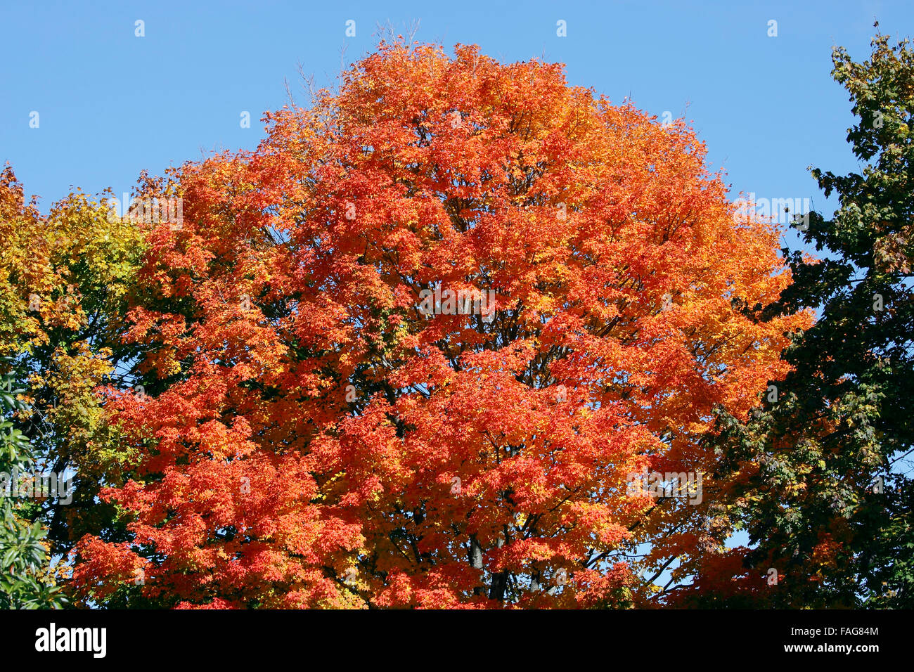 Treeat al picco di colore di autunno Yonkers New York Foto Stock