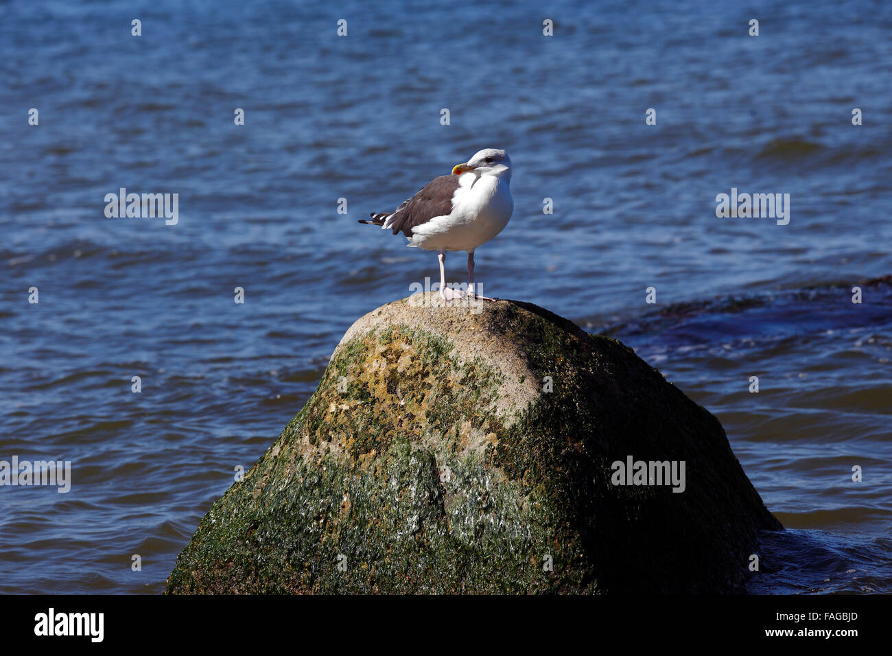 Seagull Wildwood Parco Statale di Long Island New York Foto Stock