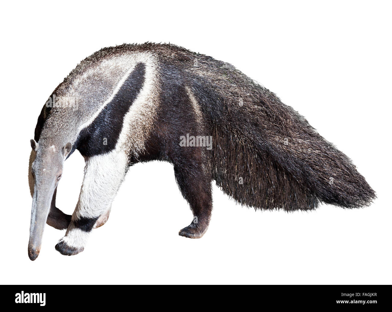 Giant anteater (Myrmecophaga tridactyla). Isolato su sfondo bianco Foto Stock