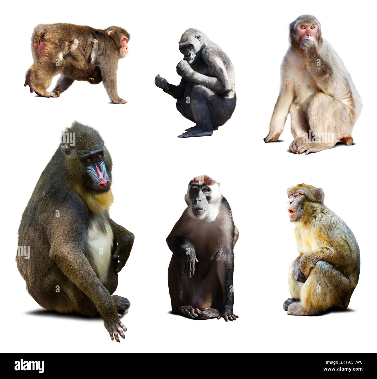 Mandrill e altre scimmie del Vecchio Mondo. Isolato su sfondo bianco con ombra Foto Stock