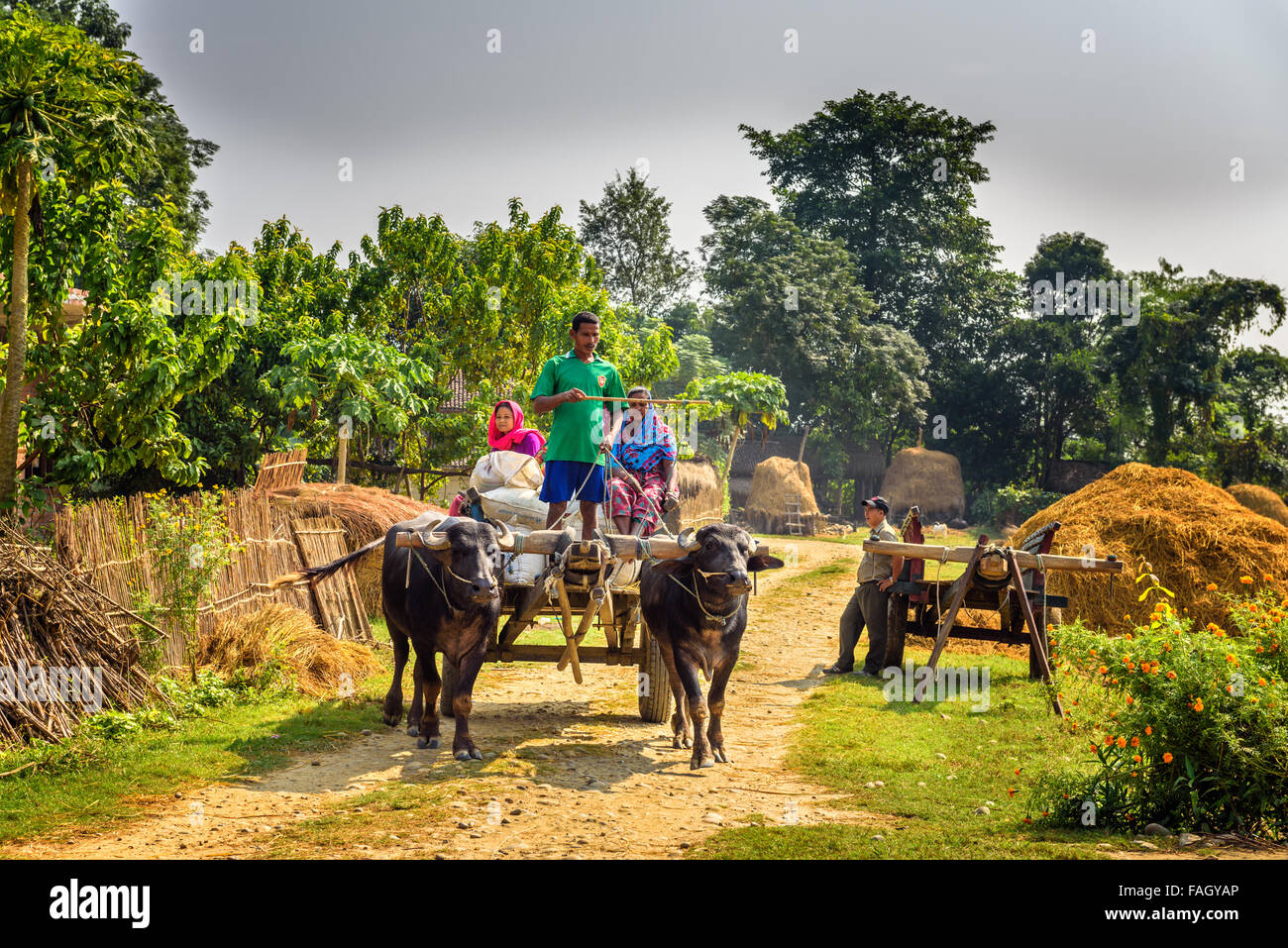 Popolo nepalese che viaggiano su un carrello di legno fissata ad una coppia di tori Foto Stock
