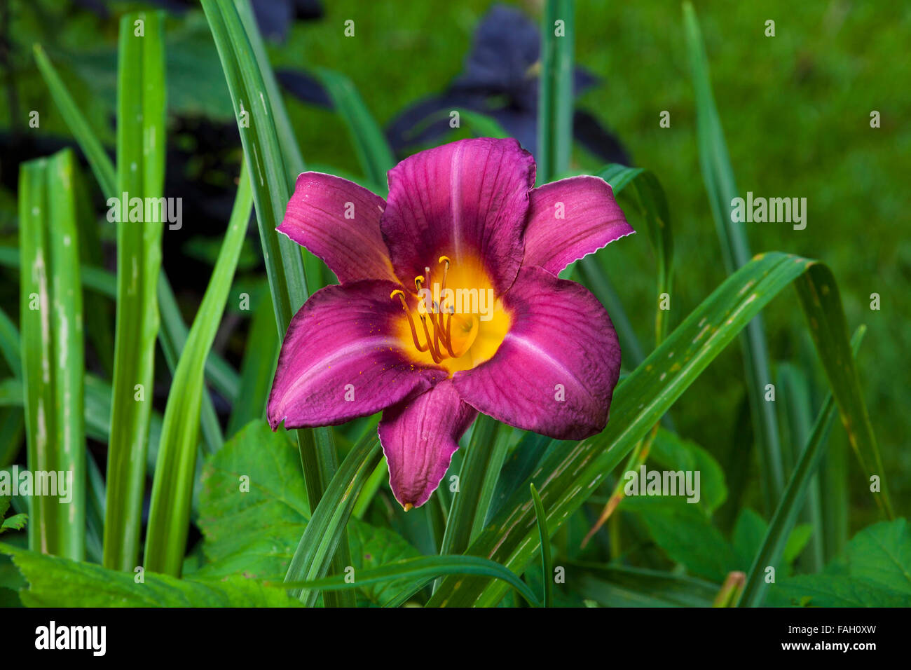 Giglio di giorno (Hemerocallis), Quebec, Canada Foto Stock