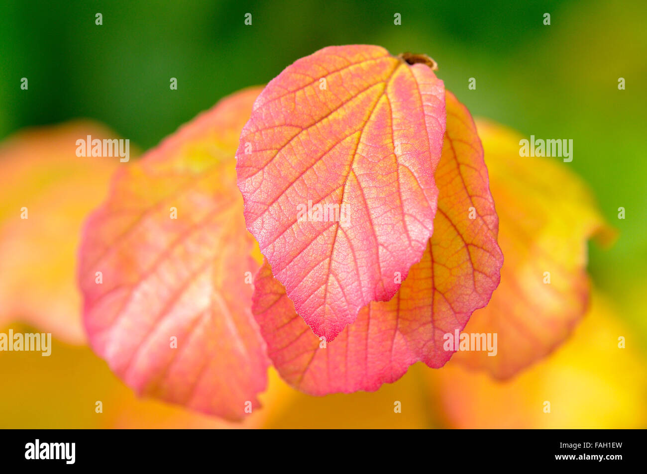 Colorato Foglie di autunno, strega-hazel impianto (Hamamelis), Germania Foto Stock