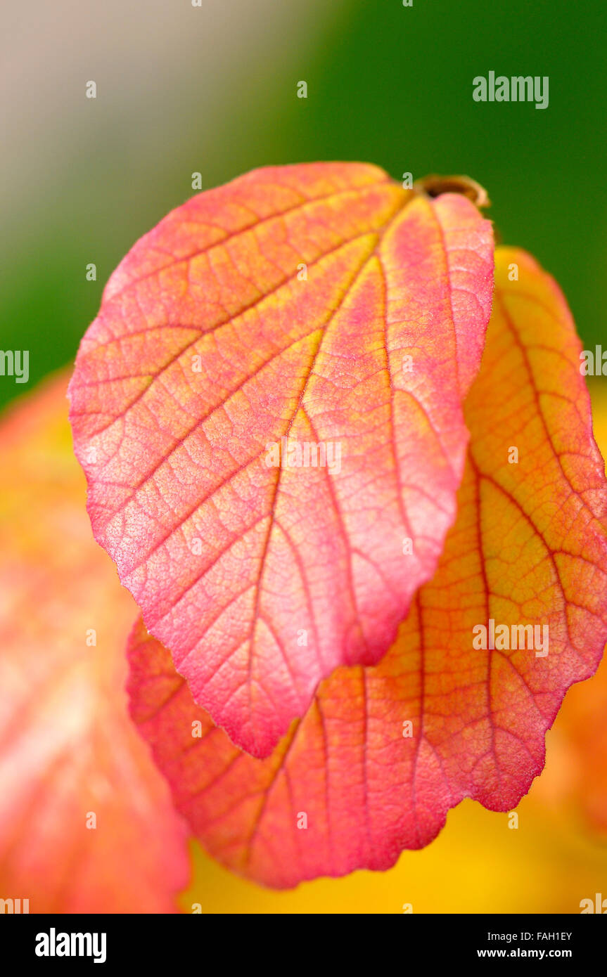 Colorato Foglie di autunno, strega-hazel impianto (Hamamelis), Germania Foto Stock