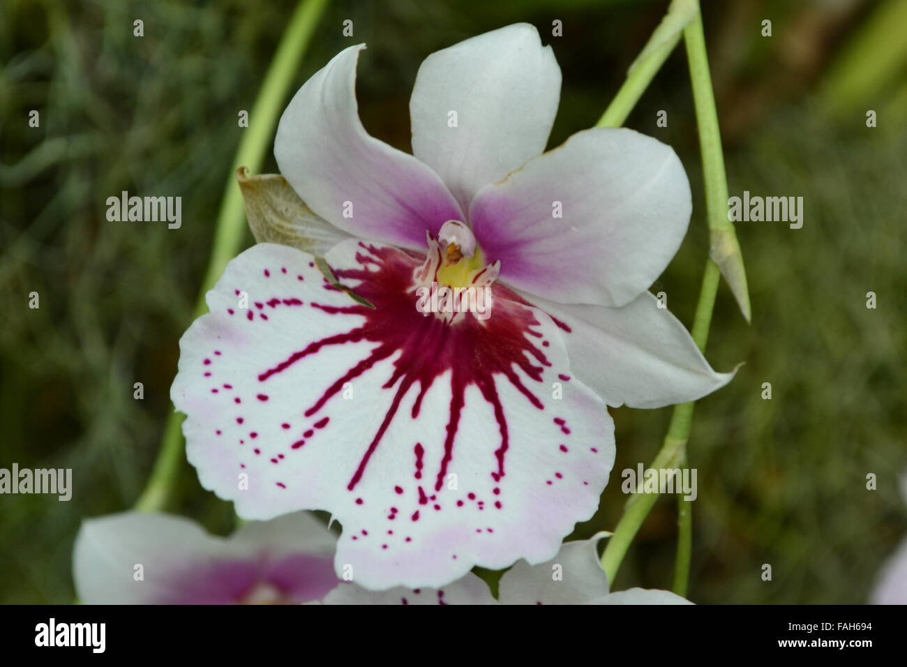 Piccolo orchid con il bianco rosa rosso petali Foto Stock