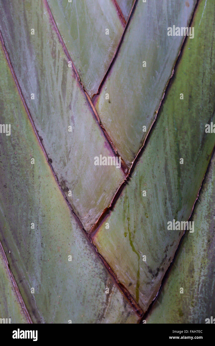 Close-up di pattern nella struttura ad albero tropicale presi in giardini incassati in St Petersburg Florida Foto Stock