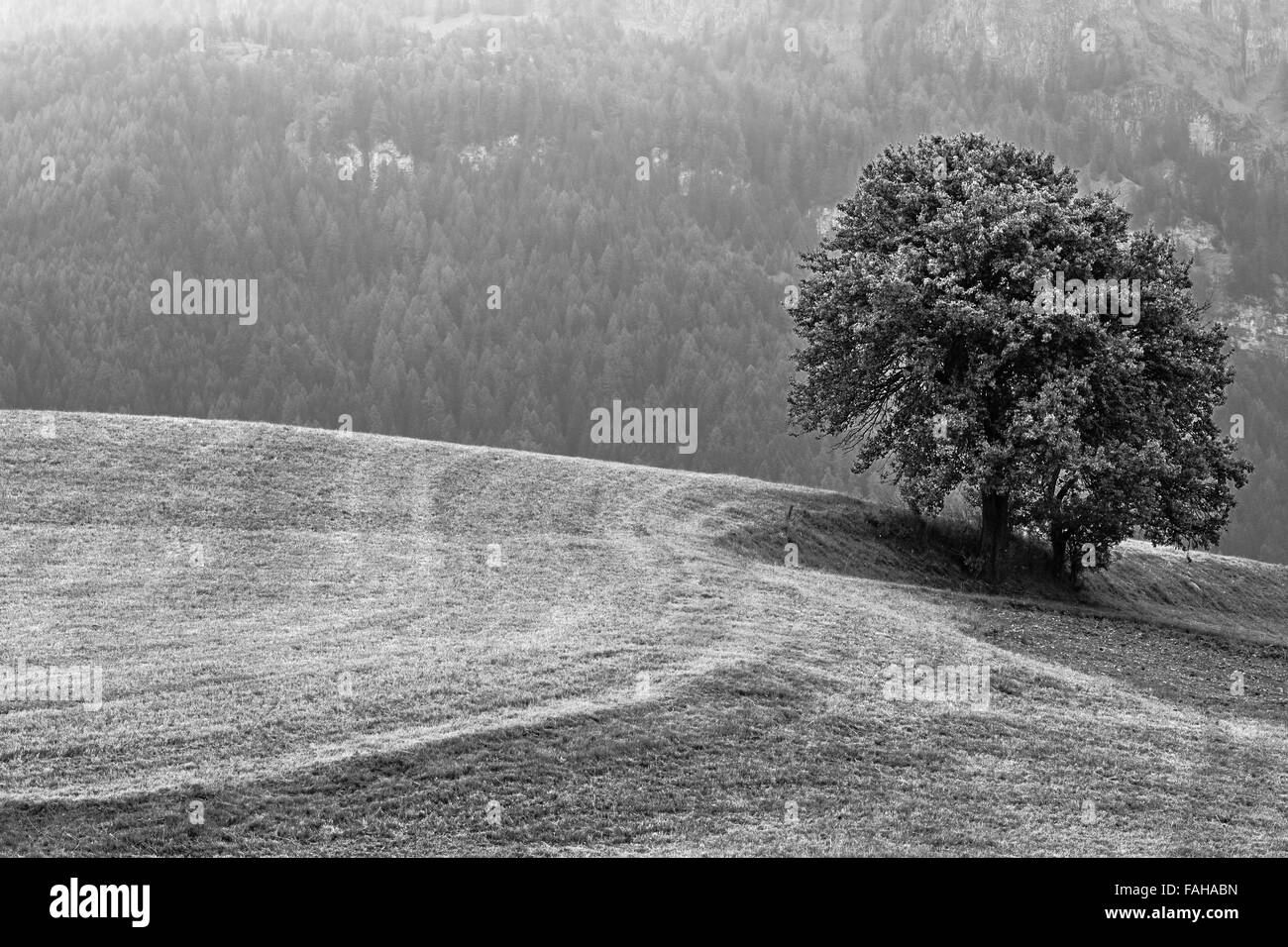 A b/w paesaggio con una permanente lone tree in Siusi allo Sciliar /Siusi allo Sciliar in South-Tirol (Alto Adige-Südtirol) Foto Stock