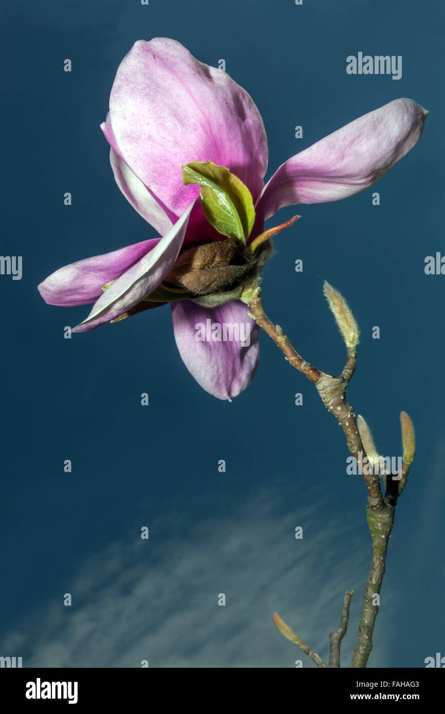 Magnolia Soulangeana gemma, fiore rosa, in erba contro il cielo blu Foto Stock