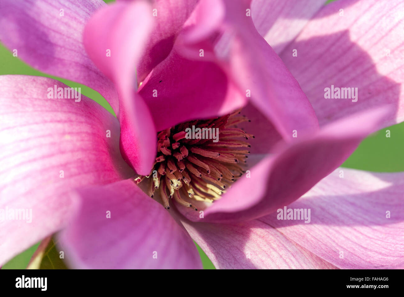 Magnolia soulangeana con rosa viola close up fiore Foto Stock