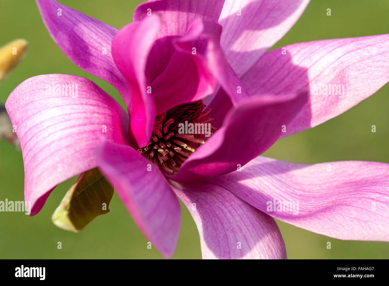 Magnolia soulangeana fiore rosa viola Foto Stock