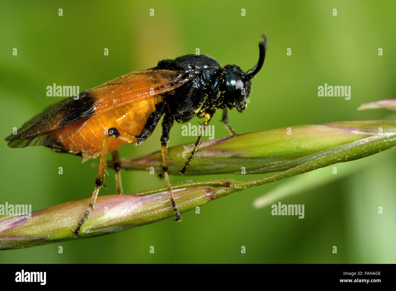 Rovo sawfly (Arge cyanocrocea). Un sawfly nella famiglia Argidae, appoggiato sull'erba Foto Stock