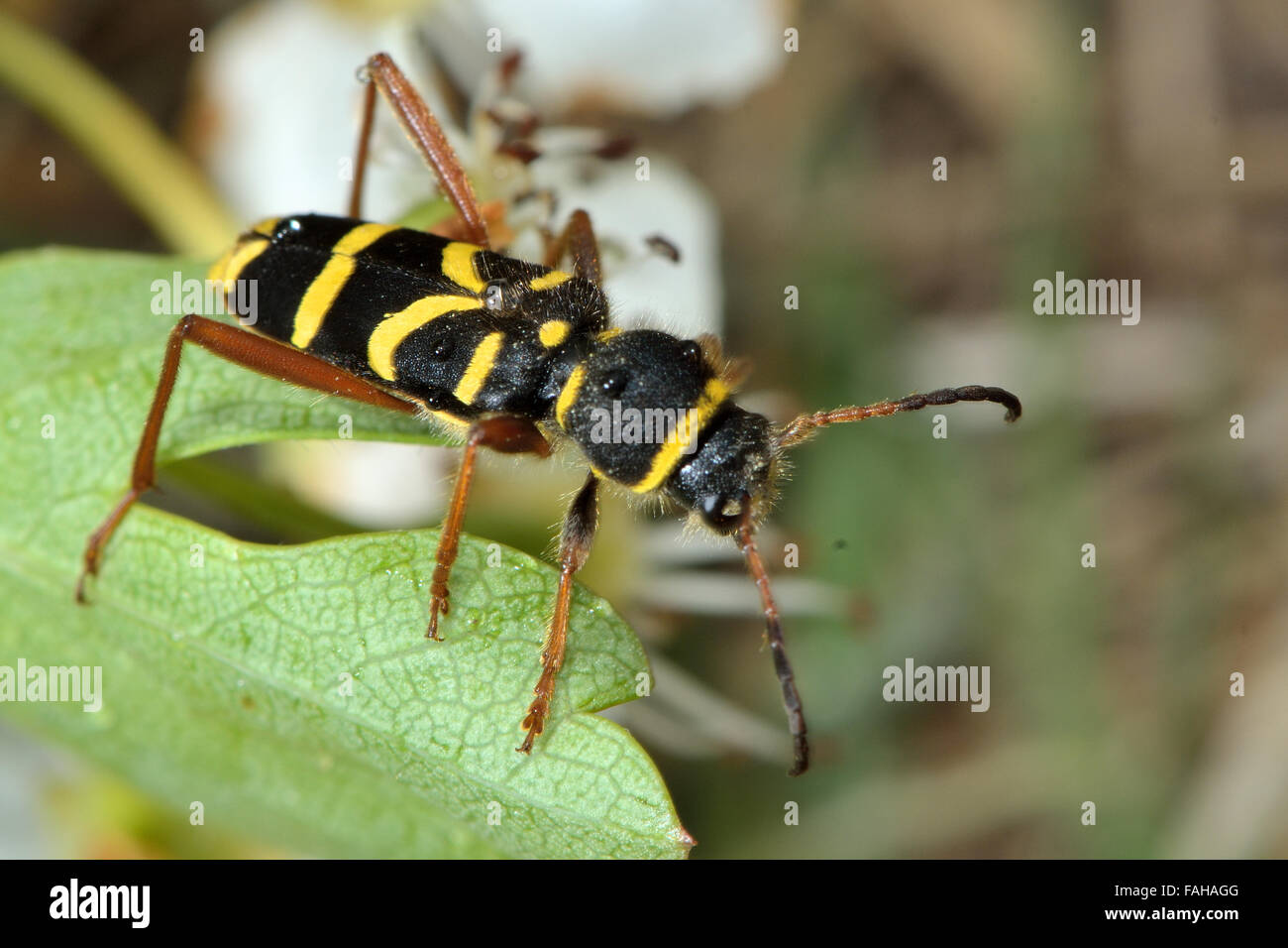 Wasp beetle (Clytus arietis). Un sorprendente giallo e nero wasp mimare su una foglia di biancospino Foto Stock