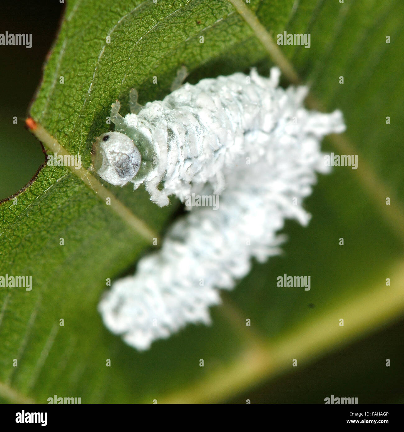 Alder sawfly (Eriocampa ovata) larva. Un sawfly caterpillar in famiglia Tenthredinidae, camuffato come un uccello caduta Foto Stock