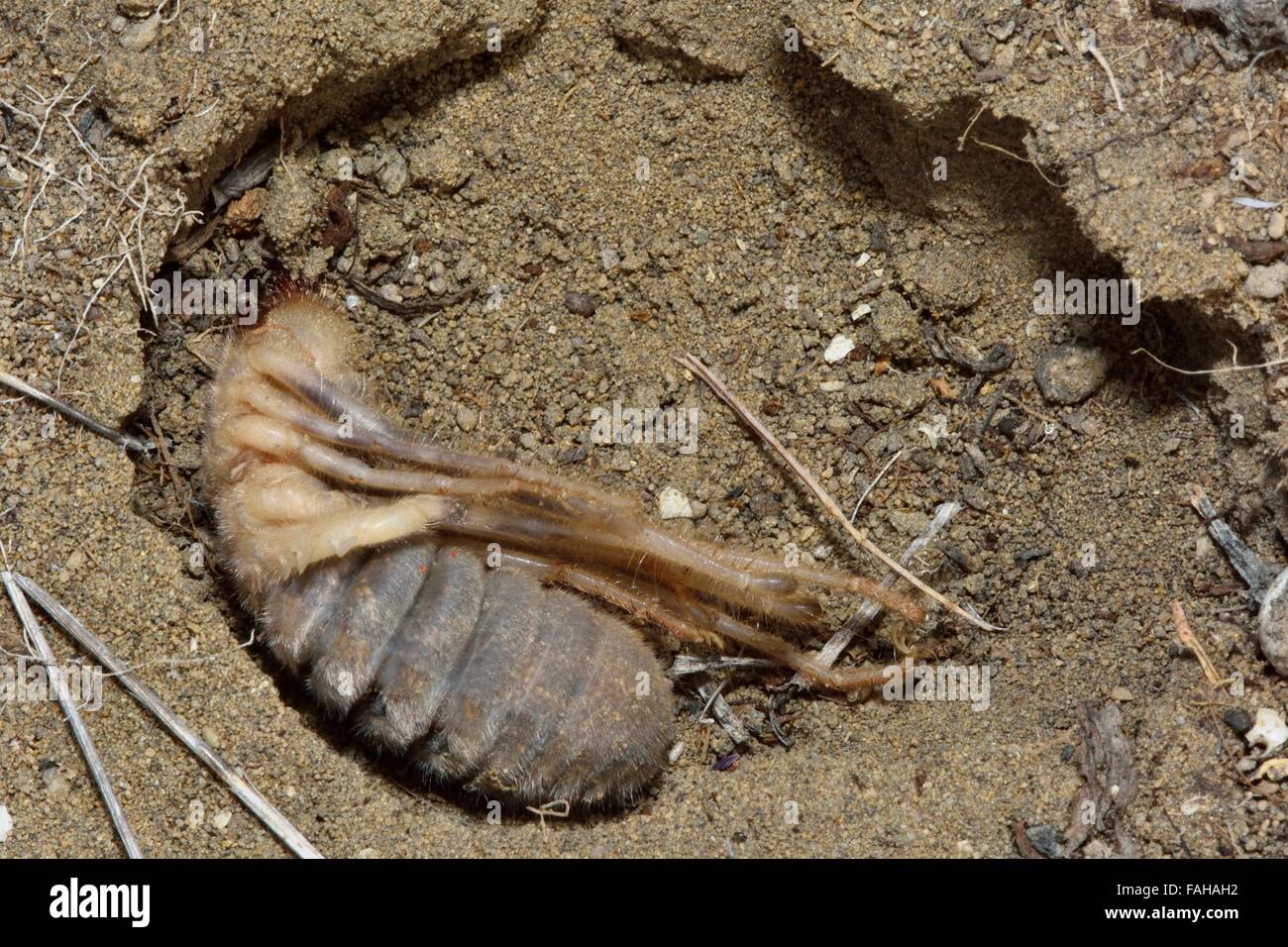 Il cammello femmina spider (solifugo) in burrow. Un ragno di grandi dimensioni in ordine Solifugae esposto sotto una pietra in Azerbaigian Foto Stock