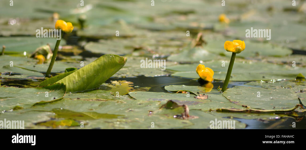 Acqua di colore giallo-LILY (Nuphar lutea) in fiore. Una pianta acquatica nella famiglia Nymphaeaceae, fioritura nel fiume Avon, Regno Unito Foto Stock