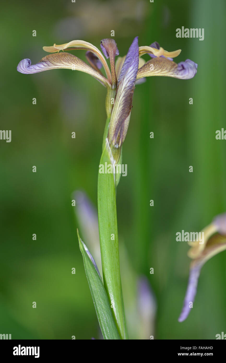 Puzzolente (iris Iris foetidissima) in fiore. Un impianto in famiglia Iridaceae in fiore in un bosco britannico Foto Stock