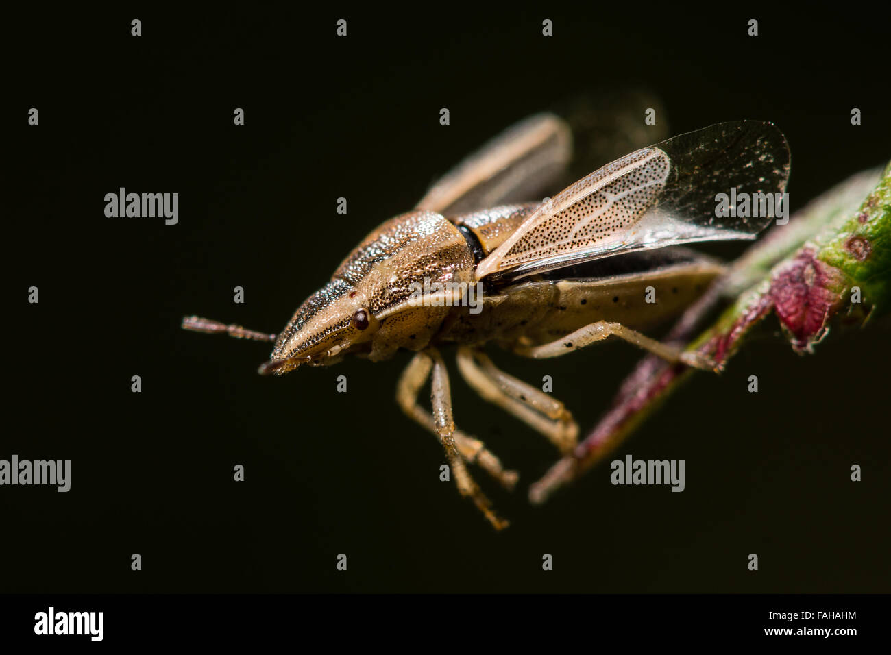 Il vescovo di mitre (Aelia acuminata) momenti prima del decollo. Il forewing di questo distintivo shieldbug è chiaramente visibile Foto Stock