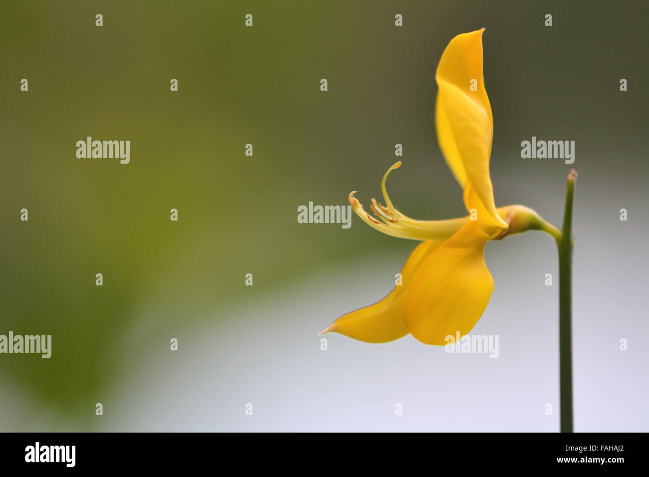 Scopa (Cytisus scoparius) fiore. Un unico fiore giallo di questo impianto di pisello (Fabaceae) famiglia Foto Stock