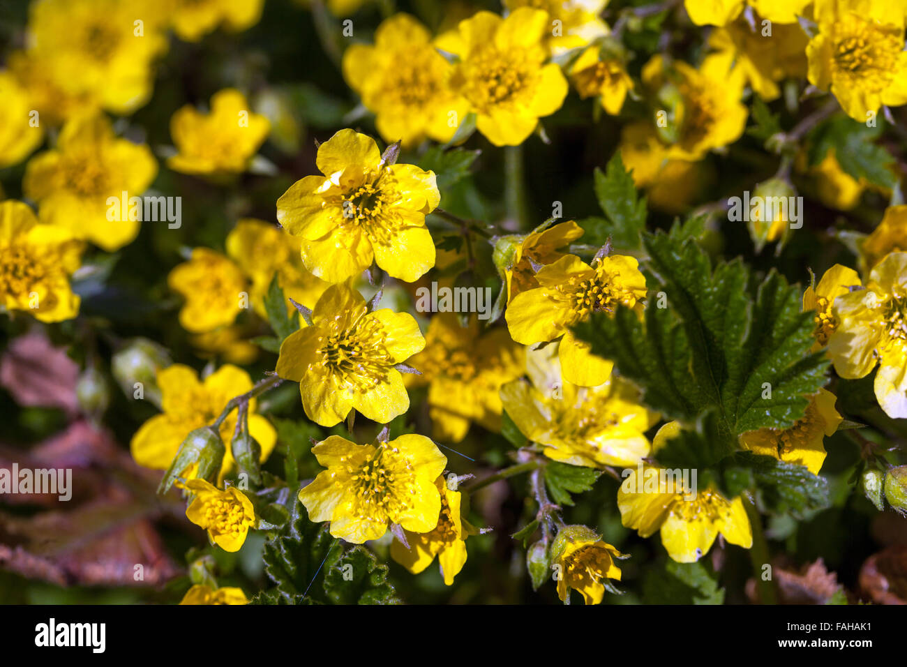 Waldsteinia geoides, giallo blooming, sterile di fragole Foto Stock