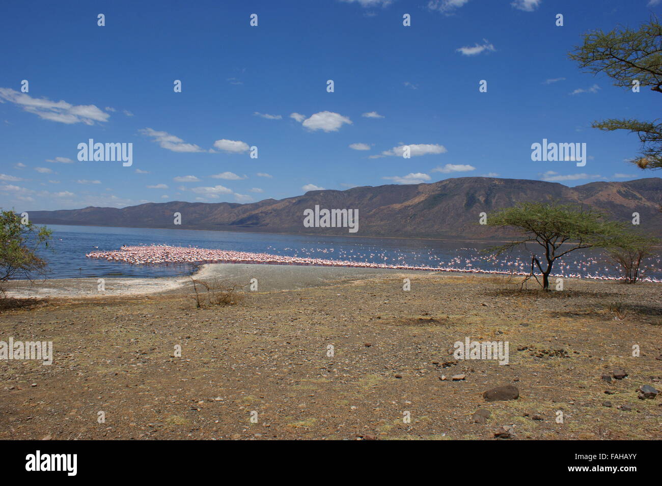Fenicotteri fenicotteri o sul lago Bogoria riserva nazionale, Kenya, Great Rift Valley, Africa Foto Stock