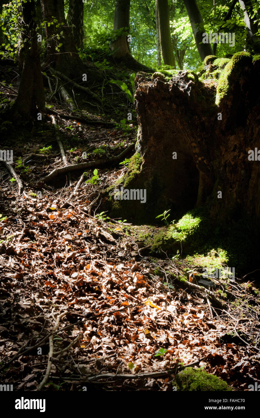 Mystic Cerca percorso di foresta Foto Stock