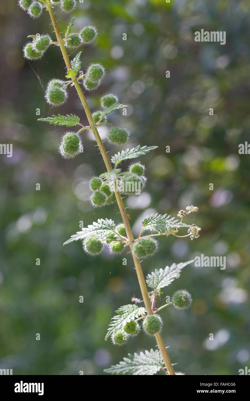 Roman ortica, Pillen-Brennnessel, Römische Nessel, Pillenbrennnessel, Römische Brennnessel, Pillen-Brennessel, Urtica pilulifera Foto Stock