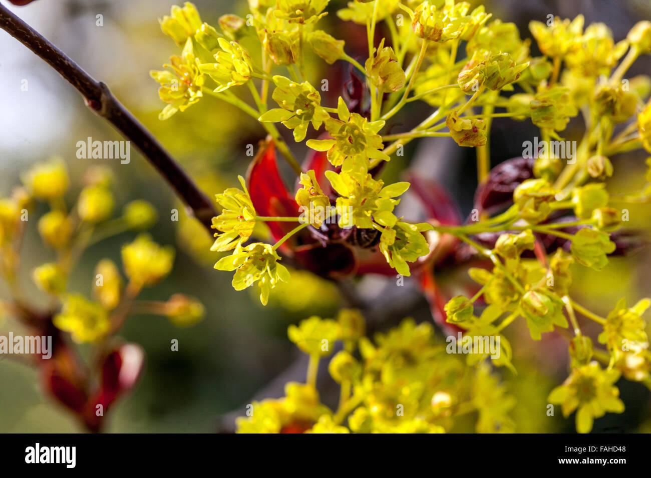 Fioritura dell'acero in primavera Acer plantanoides Crimson King, Foto Stock