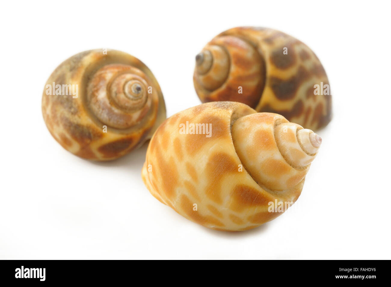 Babylonia areolata su sfondo bianco Foto Stock