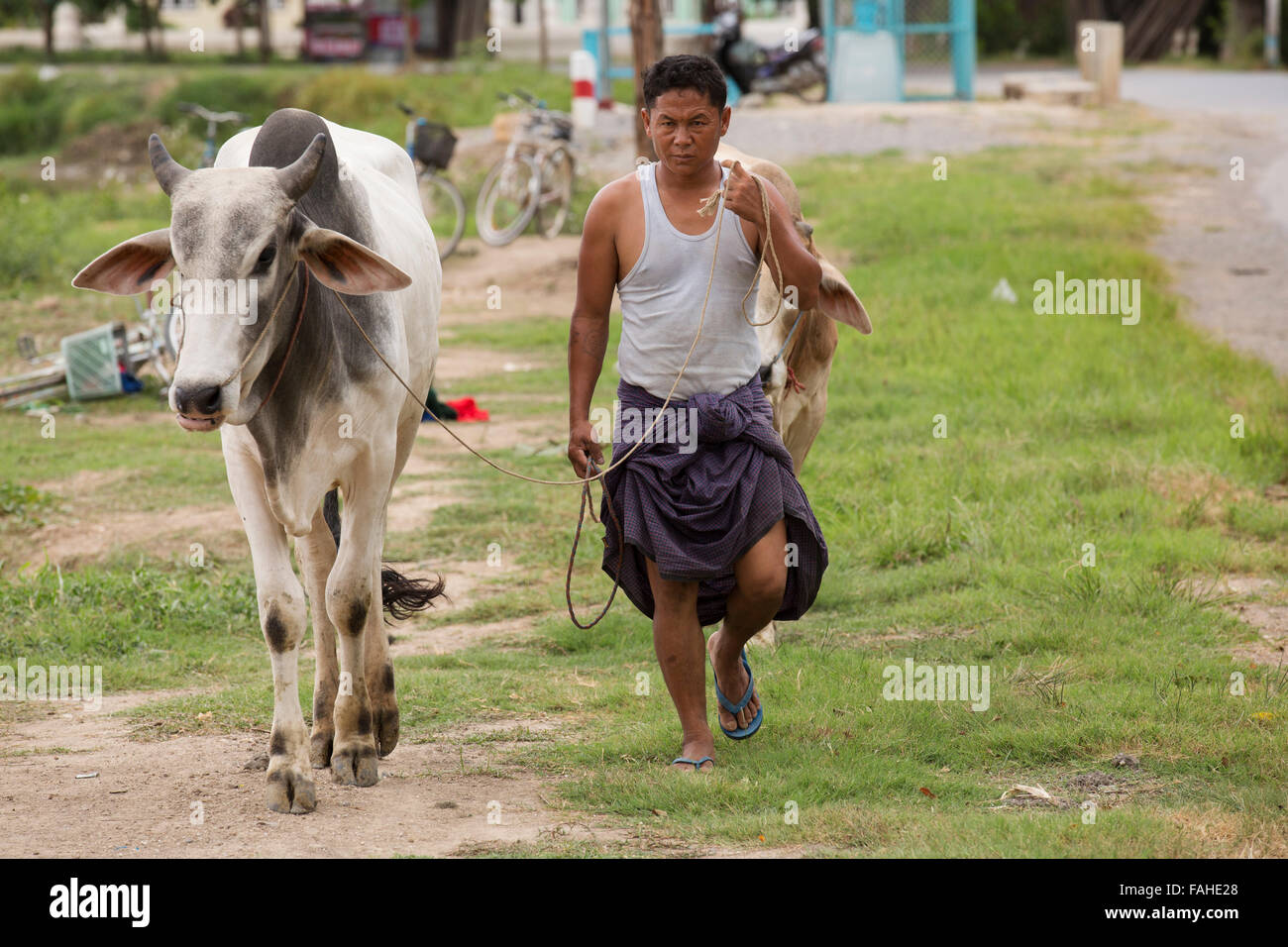 Un agricoltore con un bufalo passeggiate su una strada vicino a Heho, Myanmar (Birmania). L'animale è noto localmente come "Buffalo cinese". Foto Stock