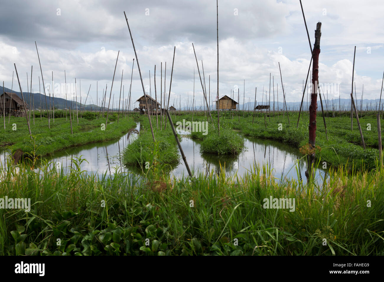 Stilted case sul Lago Inle in Myanmar (Birmania). La casa è circondata da vegetazione galleggiante che viene coltivata. Foto Stock