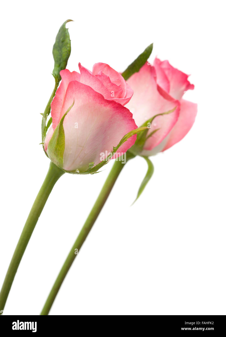 Dolce rosa rosa fiore isolato su sfondo bianco Foto Stock