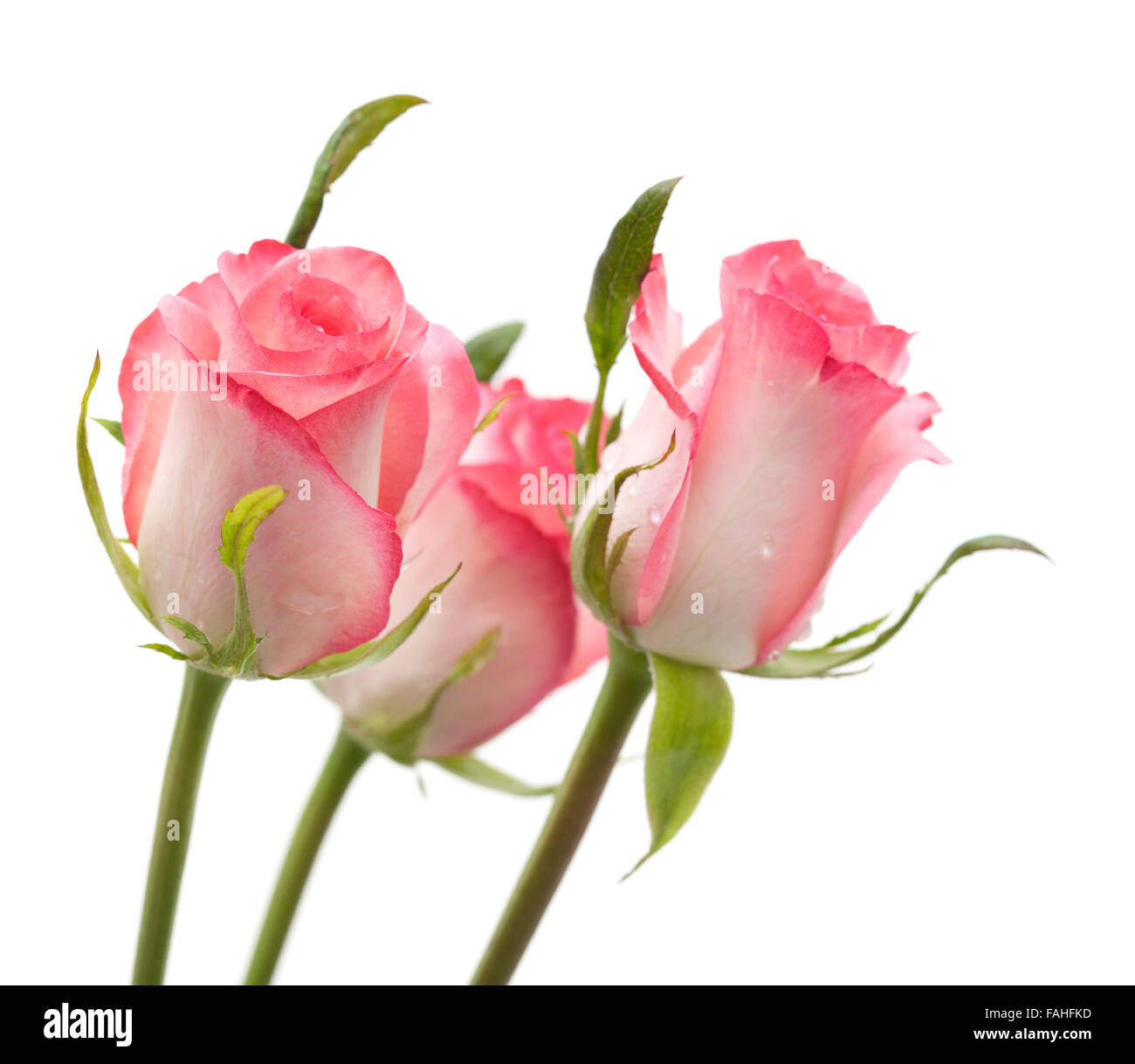 Dolce rosa rosa fiore isolato su sfondo bianco Foto Stock