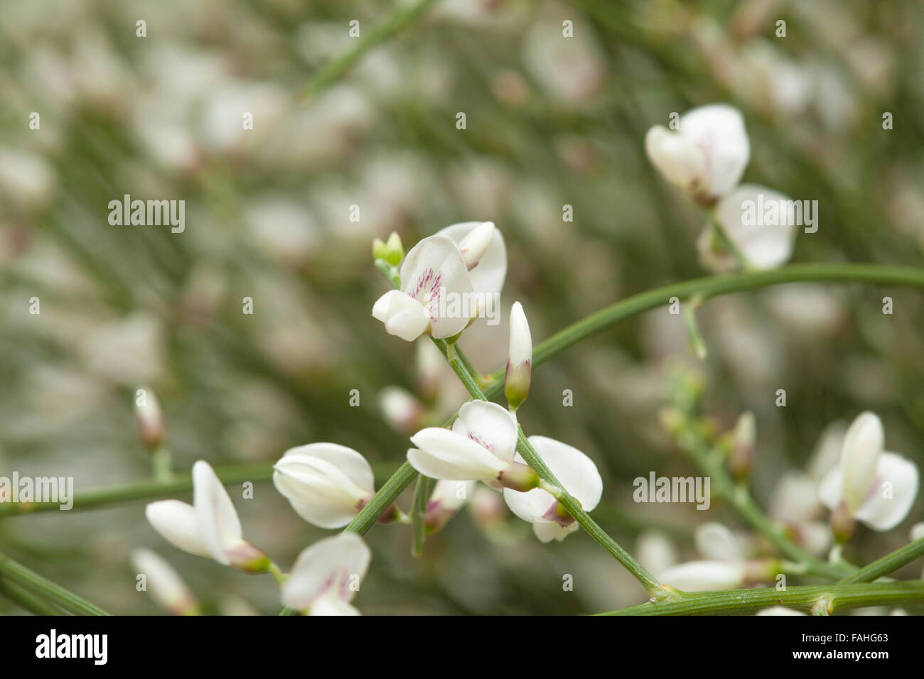 Retama rhodorhizoides, Bridal Veil ginestra endemica di Isole Canarie, naturale sfondo floreale Foto Stock