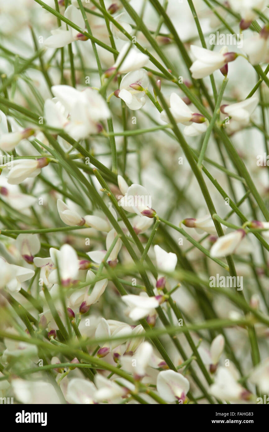 Retama rhodorhizoides, Bridal Veil ginestra, naturale sfondo floreale Foto Stock